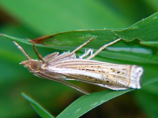 Ancylolomia japonica