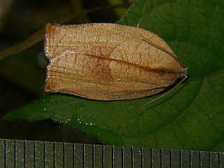 Homona magnanima