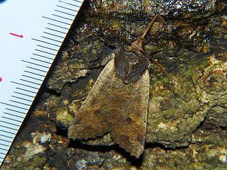Rhynchaglaea scitula