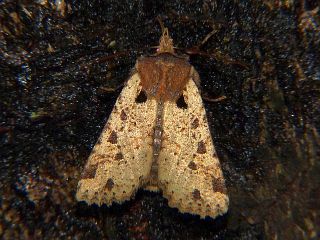 Rhynchaglaea scitula