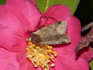 Rhynchaglaea scitula