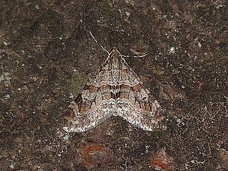 Trichopteryx terranea