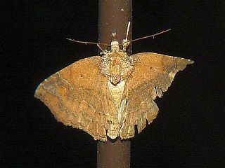 Tamba corealis