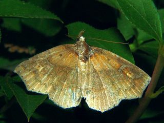 Tamba corealis