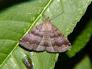 Zanclognatha umbrosalis