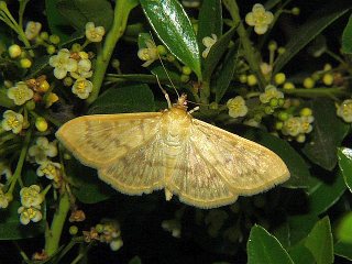 udonomeiga vicinalis