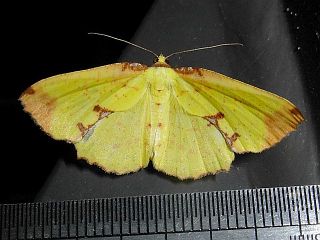 Corymica pryeri
