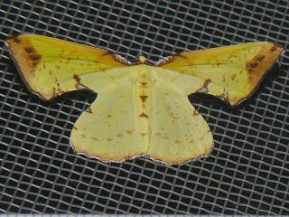 Corymica pryeri
