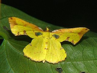 Corymica pryeri