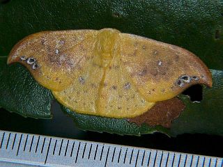 Tridrepana crocea