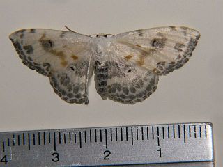 Somatina indicataria morata