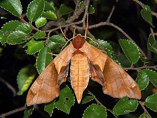 Callambulyx tatarinovii gabyae