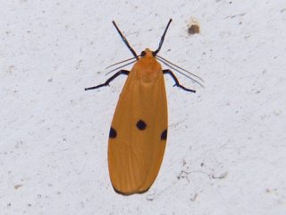 Lithosia yuennenensis 