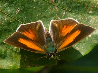 Curetis acuta