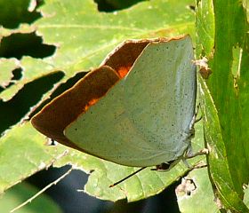 Curetis acuta