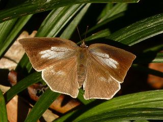 Curetis acuta