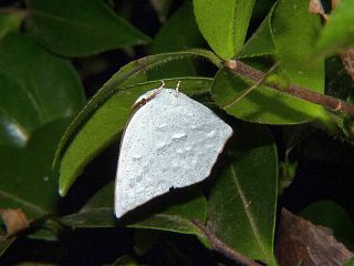 Curetis acuta