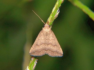 Zanclognatha violacealis