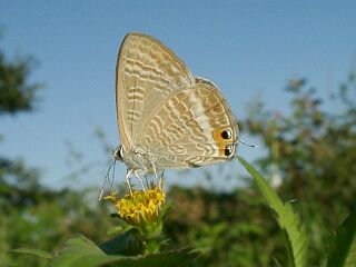 Lampides boeticus