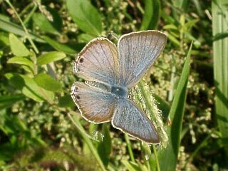 Lampides boeticus