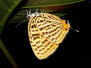 Japonica lutea