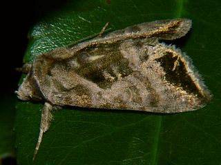 Anadevidia peponis