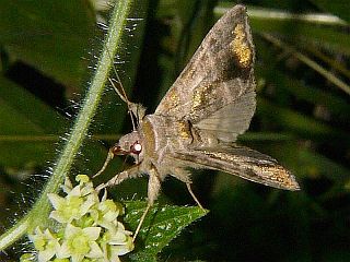 Anadevidia peponis