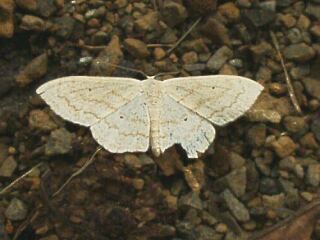 Scopula ignobilis