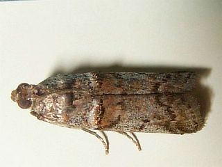 Acrobasis encaustella