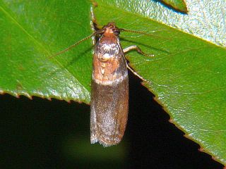 Addyme confusalis