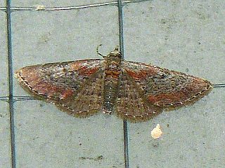 Eupithecia rufescens