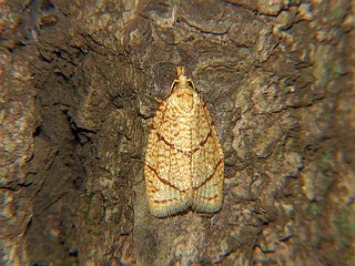Tortrix sinapina