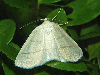 Parabapta clarissa