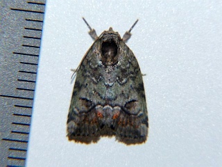 Stenoloba clara