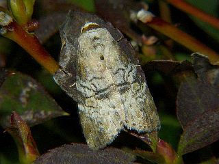  Bryophilina mollicula