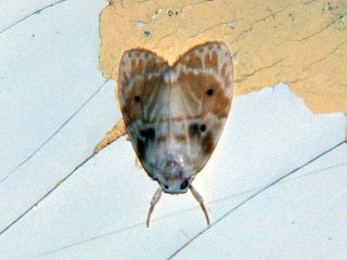 Schistophleps bipuncta