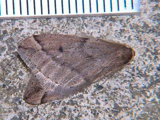 Inurois fletcheri