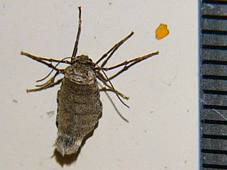 Inurois fletcheri