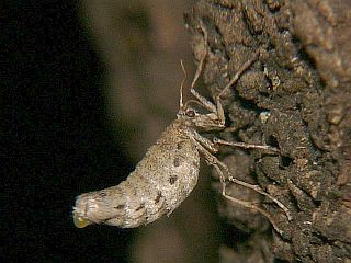 Inurois fletcheri