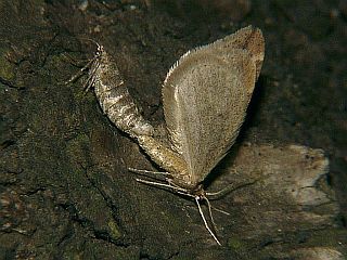 Inurois fletcheri