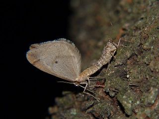 Inurois fletcheri