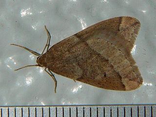 Inurois fletcheri