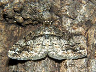 Pseuderannis lomozemia