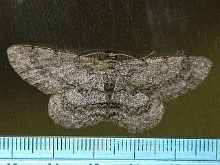 Hypomecis punctinalis conferenda
