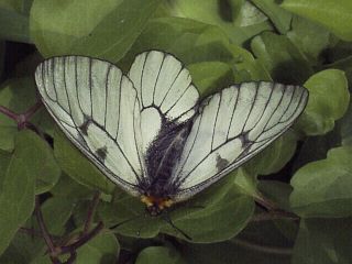 Parnassius glacialis