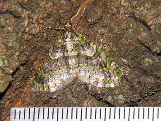 Esakiopteryx volitans