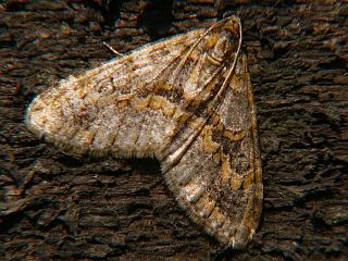 Esakiopteryx volitans