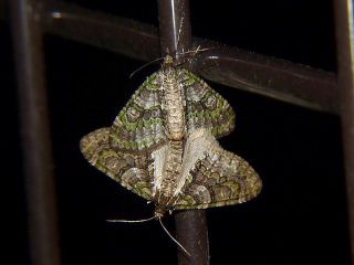 Esakiopteryx volitans