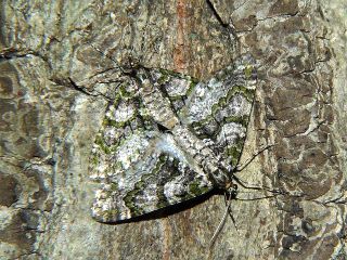 Esakiopteryx volitans