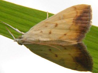 Evergestis extimalis